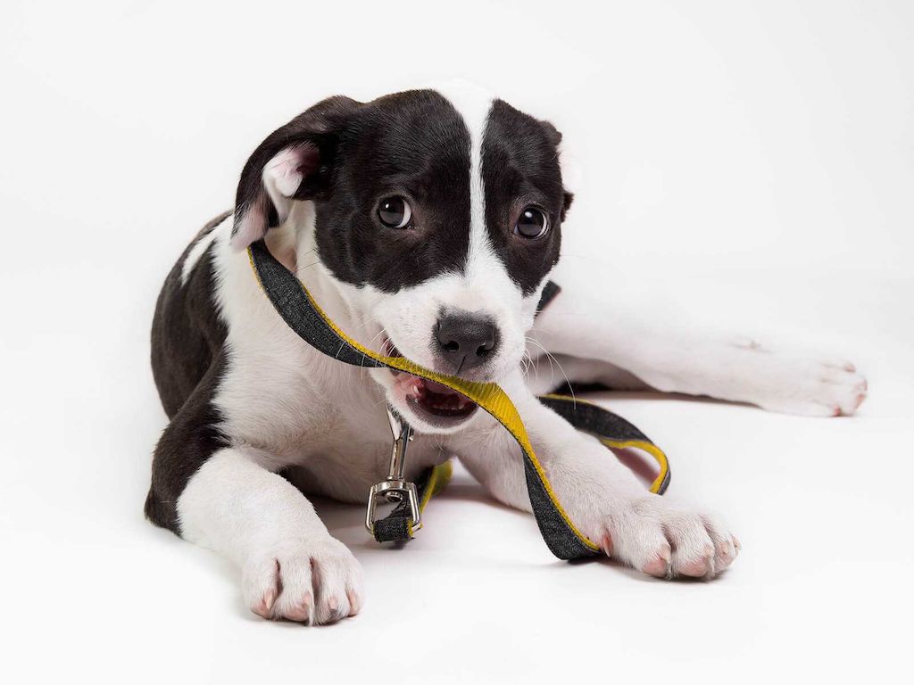 Metadesign Embark Dog