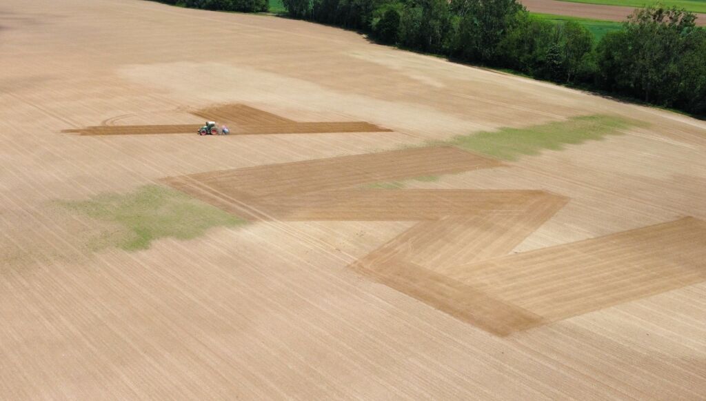 Magenta Blossom seeding zugeschnitten